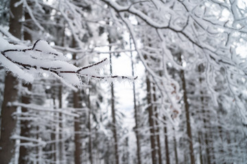 Borowa Gora view point trial during winter time. Frosty structure, glazed, icy branches. Walbrzych, Lower Silesia, Poland