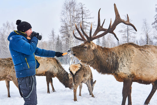 man wildlife photographer lures a deer with a carrot