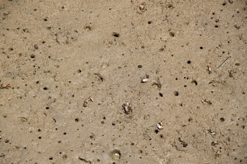 kraby na plaży