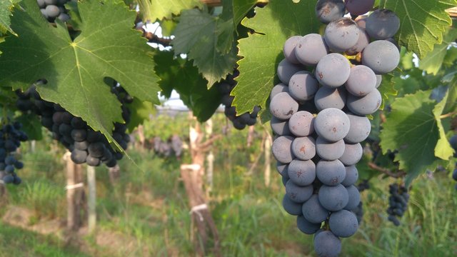 grapes on the vine