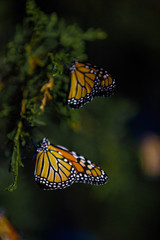 Monarch Butterflies
