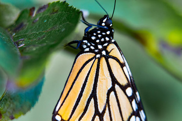 Monarch Butterflies