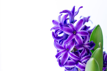 ヒヤシンス　紫色の花