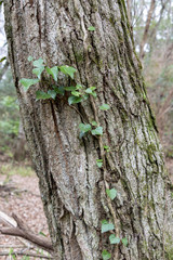 Ivy training on tree in Japan