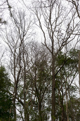 Ivy training on tree in Japan