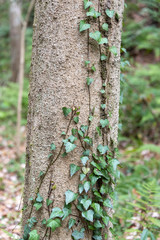 Ivy training on tree in Japan