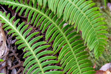 A fern in a mountain in Akashi, Hyogo, Japan