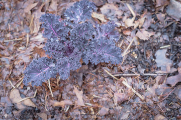 Top view young red Russian kale plant with water drops on beautiful curl leaves