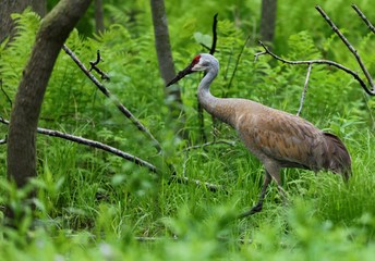 The Sandhill cranes on meadow in wildlife and conservation area