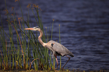 Large Wading Great blue heron Ardea herodias wading bird