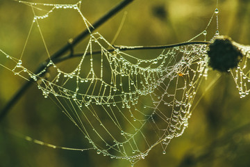 Close-up of a web with dew drops. Morning spring photo in nature