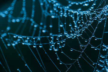 Close-up of a web with dew drops. Morning spring photo in nature