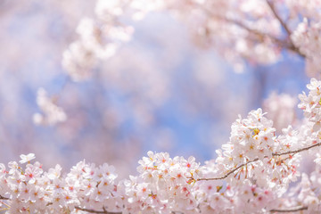 Cherry blossom  flower in spring for background or copy space for text