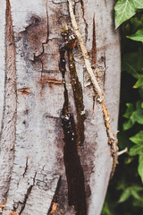 tree wax resin close-up shot with wattle tree trunk and ivy next to it