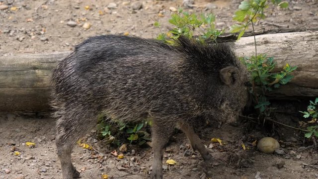 Chacoan peccary walking and eating in the zoo.