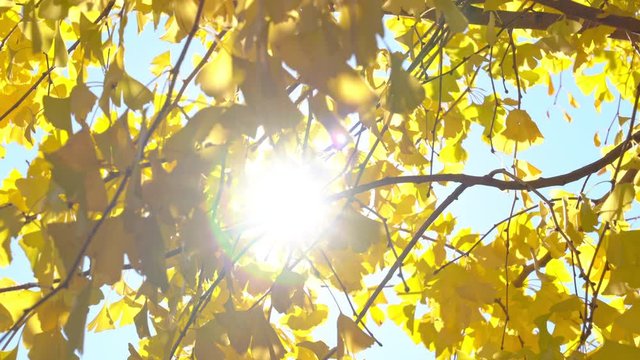 4K Defocused Beautiful yellow ginkgo biloba leaves on ginkgo tree swaying in the wind with sunlight passing through ginkgo leaf in autumn sunny day Tokyo City, Japan. Beauty nature in autumn concept.
