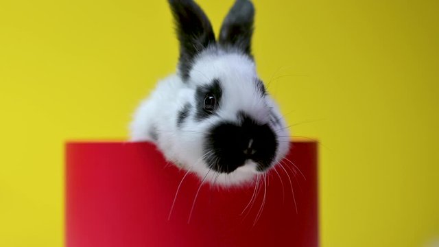 Funny lovely bunny is sitting in a red gift box, on a yellow studio background. celebration concept.