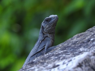 Iguana