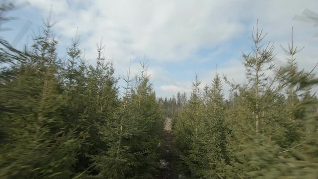 smooth shot in a fir tree plantation flying in close proximity to evergreen trees