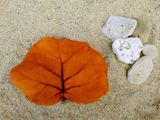 Old leave on the sand with stones.