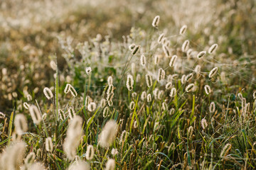 Fluffy bushes Timothy grass in the early spring morning under the bright and gentle sunrays. Selective focus macro shot with shallow DOF