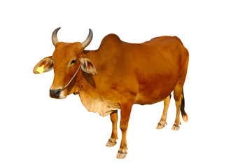 cow on white background