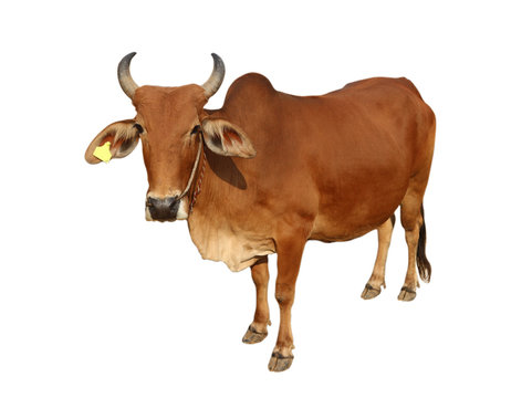 cow on white background