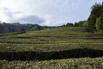Fototapeta premium Harvest landscape view of the oldest tea plantation in Europe at Gorreana farm field in Sao Miguel sland, Azores, Portugal