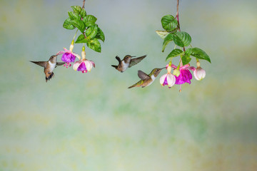 Three volcano hummingbirds and fuchsia flowers