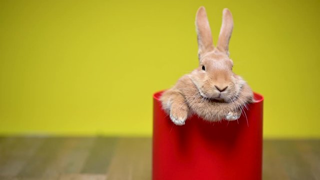Funny lovely bunny is sitting in a red gift box, on a yellow studio background. celebration concept.