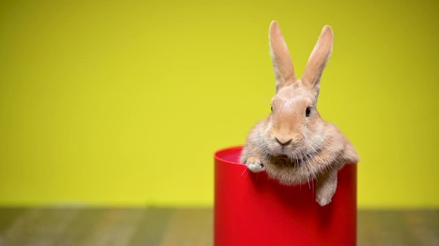 Funny brown bunny is sitting in a red gift box, on a yellow studio background. celebration concept.