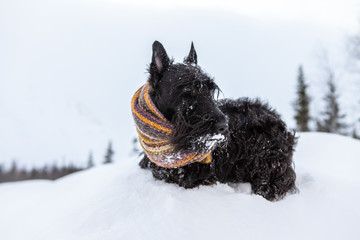 The frozen puppy of Scottish terrier sits in winter snow wrapped in a colorful scarf on a background of forest
