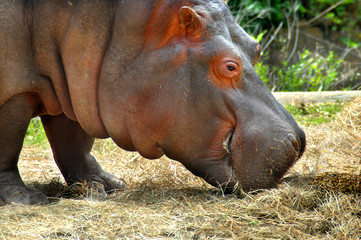 Closeup of Hippo WFT