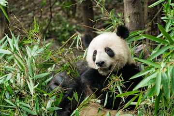 Fototapeta na wymiar Giant panda eating bamboo leaves