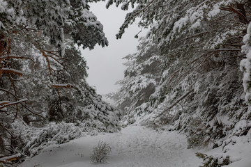 nieve montaña