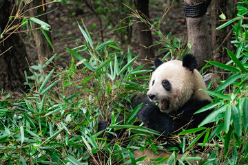 Fototapeta na wymiar Giant panda eating bamboo leaves