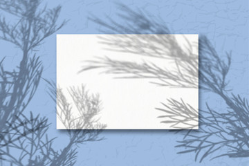 A sheet of white paper on a blue background. Mockup with overlay of plant shadows . Natural light casts the shadow of field plants and flowers from above