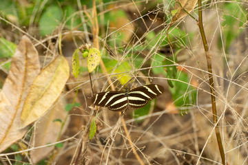 Mariposa Cebra de Alas Largas