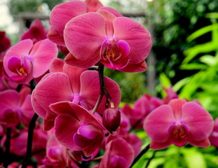orchids pink