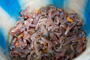 Peeled frogs in bucket for sale in China