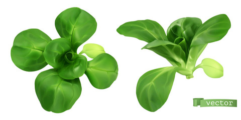 Field salad, corn salad or lamb's lettuce realistic vector objects. Food illustration © Natis