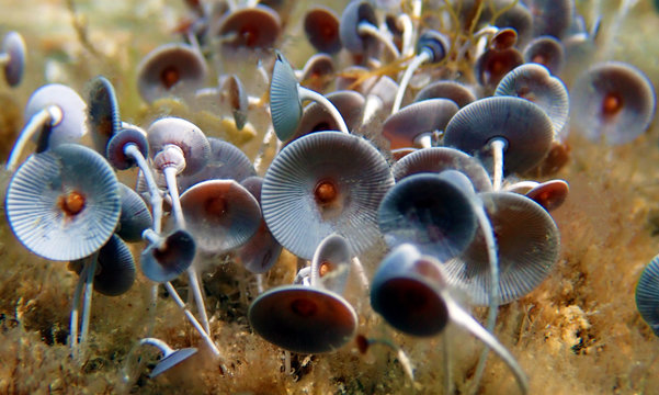 Photosynthesis Algae Images – Browse 1,321 Stock Photos, Vectors, and