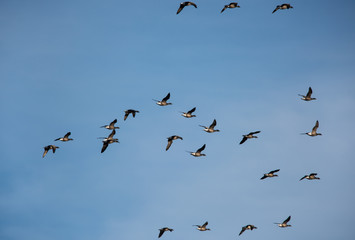 Brent Goose flying in blue sky. His Latin name is Branta bernicla.