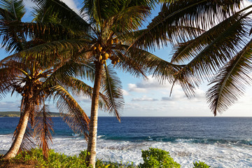 Fototapeta na wymiar Coconut palms on the south Pacific tropical island of Niue.