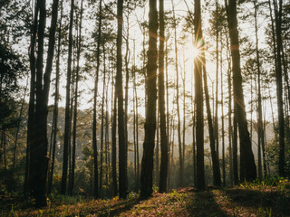 Sunlight pouring through pine trees in forest