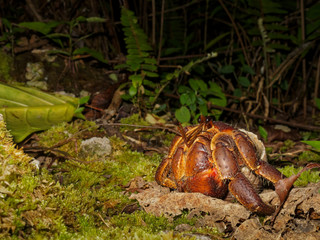 Uga or coconut crab on the south pacific tropical island of Niue.