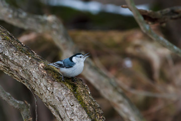 White-breasted Nuthatch perched on a mossy log. 