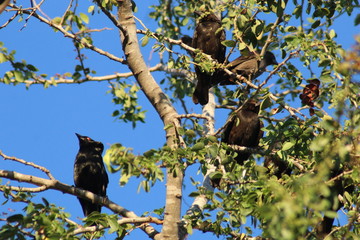 Black birds on tree