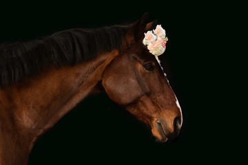 Obraz premium Seitenportrait eines Pferdes mit Blumenschmuck im Studio