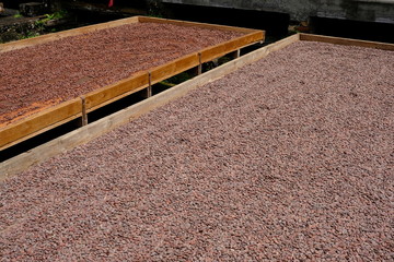 Cocoa beans drying in the sun